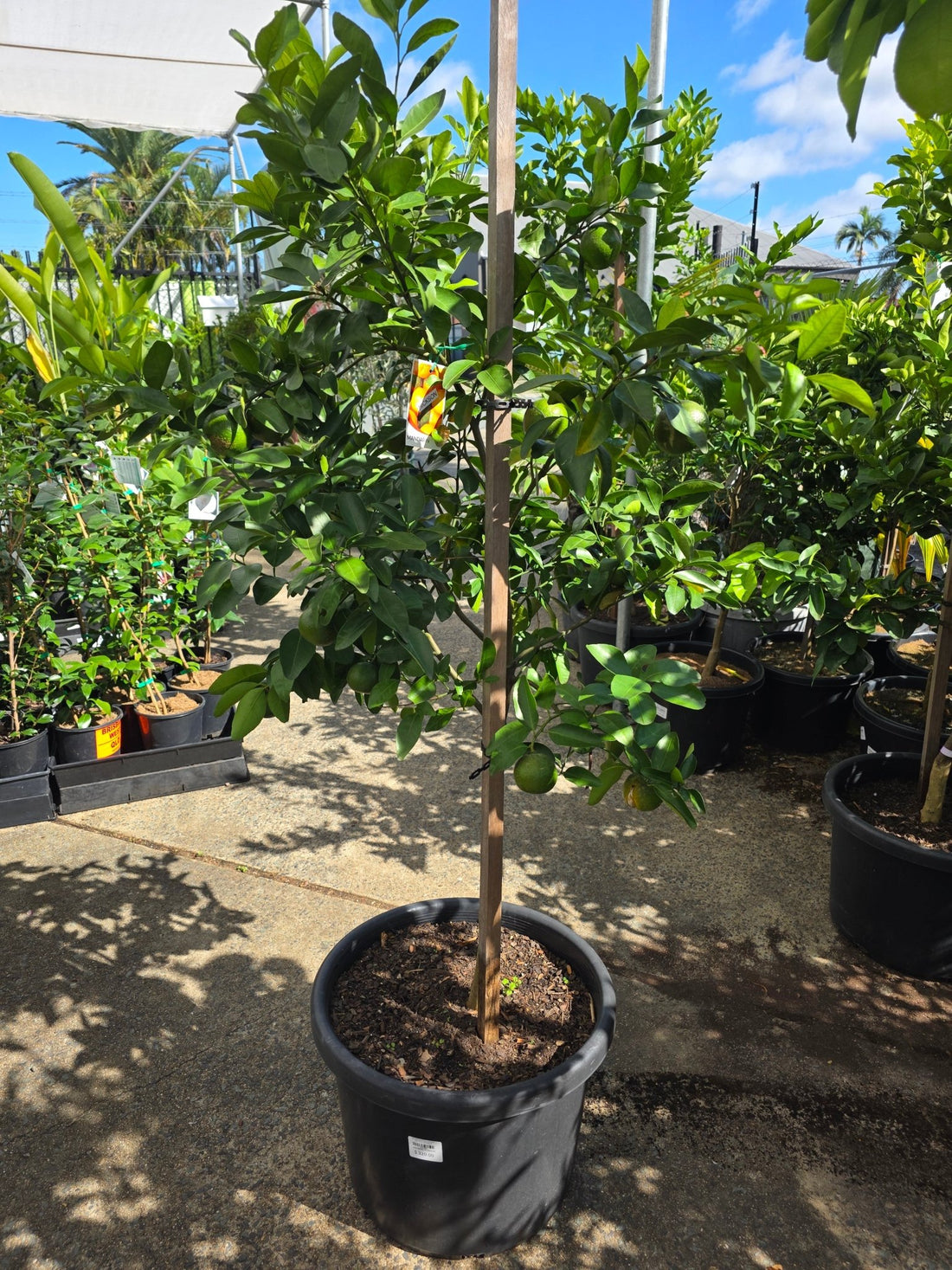 Mandarin Hickson Large 500mm Pot (PICK UP ONLY) - Ladybird Nursery