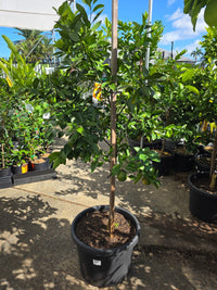 Mandarin Hickson Large 500mm Pot (PICK UP ONLY) - Ladybird Nursery