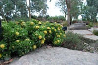 Isopogon 'Little Drumsticks' - Large