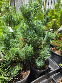 Japanese White Pine ‘Ibo‑can’ (Pinus parviflora) - Ladybird Nursery