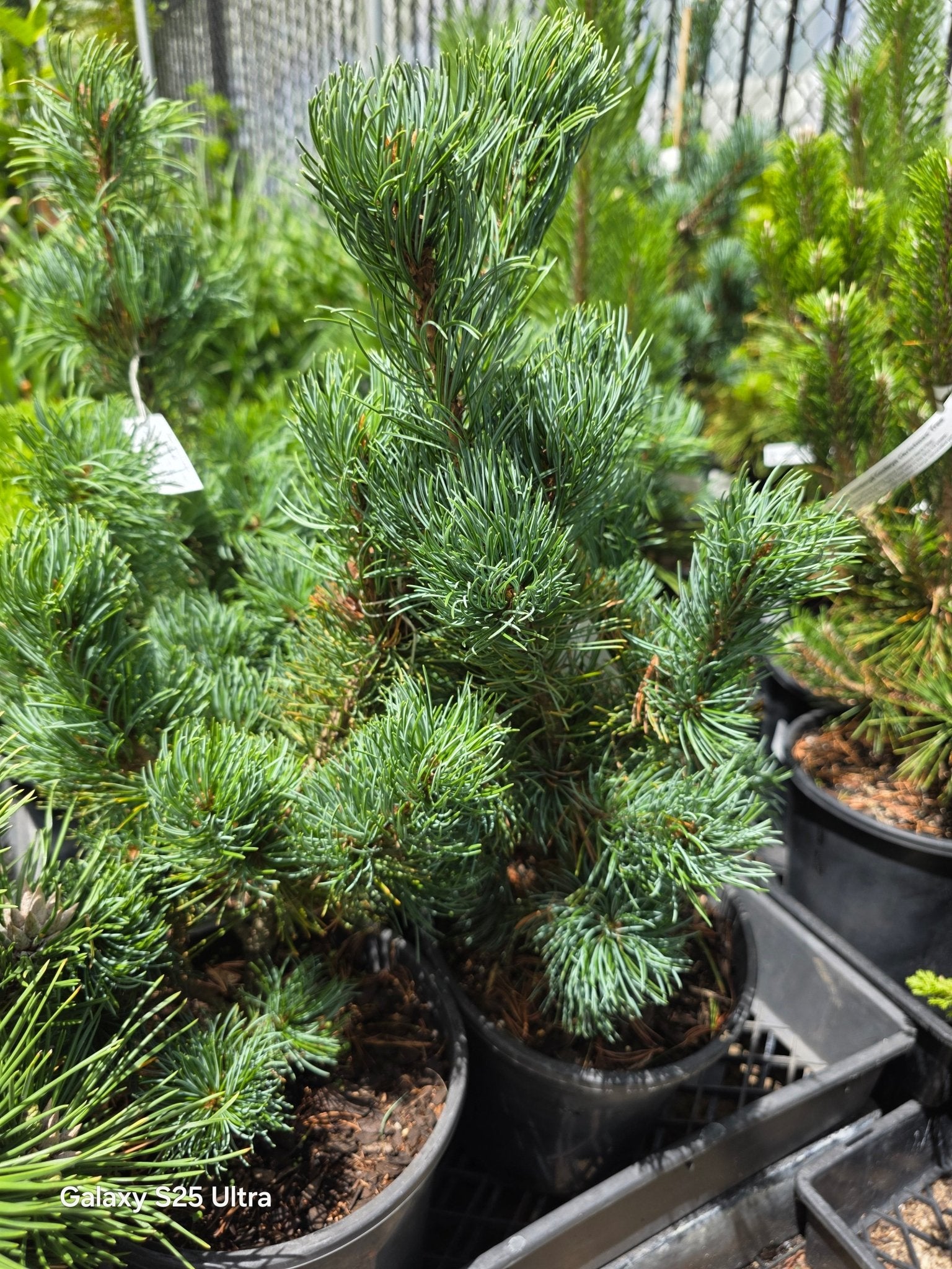 Japanese White Pine ‘Ibo‑can’ (Pinus parviflora) - Ladybird Nursery
