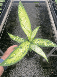 Dieffenbachia 'Bright Star' - Ladybird Nursery
