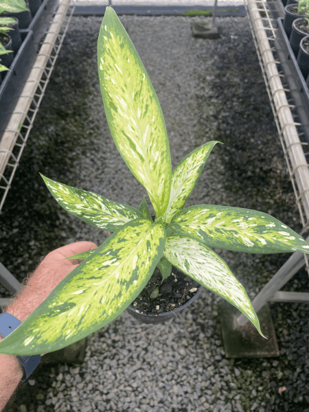 Dieffenbachia 'Bright Star' - Ladybird Nursery
