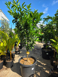 Mandarin 'Emperor' Large Size 500mm Pot (Pickup Only) - Ladybird Nursery