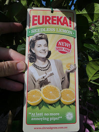 Lemon Eureka Seedless 500mm PICKUP ONLY - Ladybird Nursery