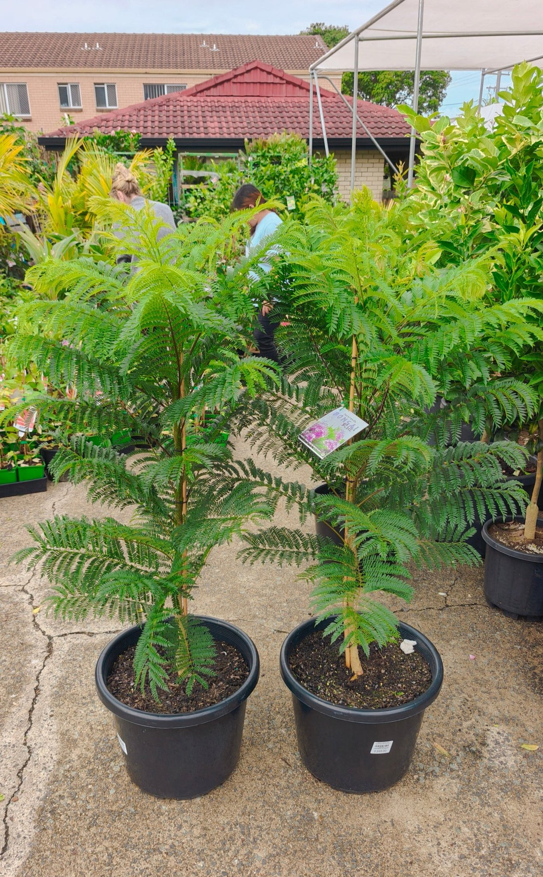 Dwarf Jacaranda Tree 'Bonsai Blue' (PICK UP ONLY) - Ladybird Nursery