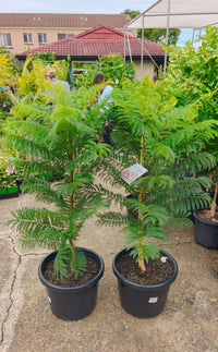 Dwarf Jacaranda Tree 'Bonsai Blue' (PICK UP ONLY) - Ladybird Nursery
