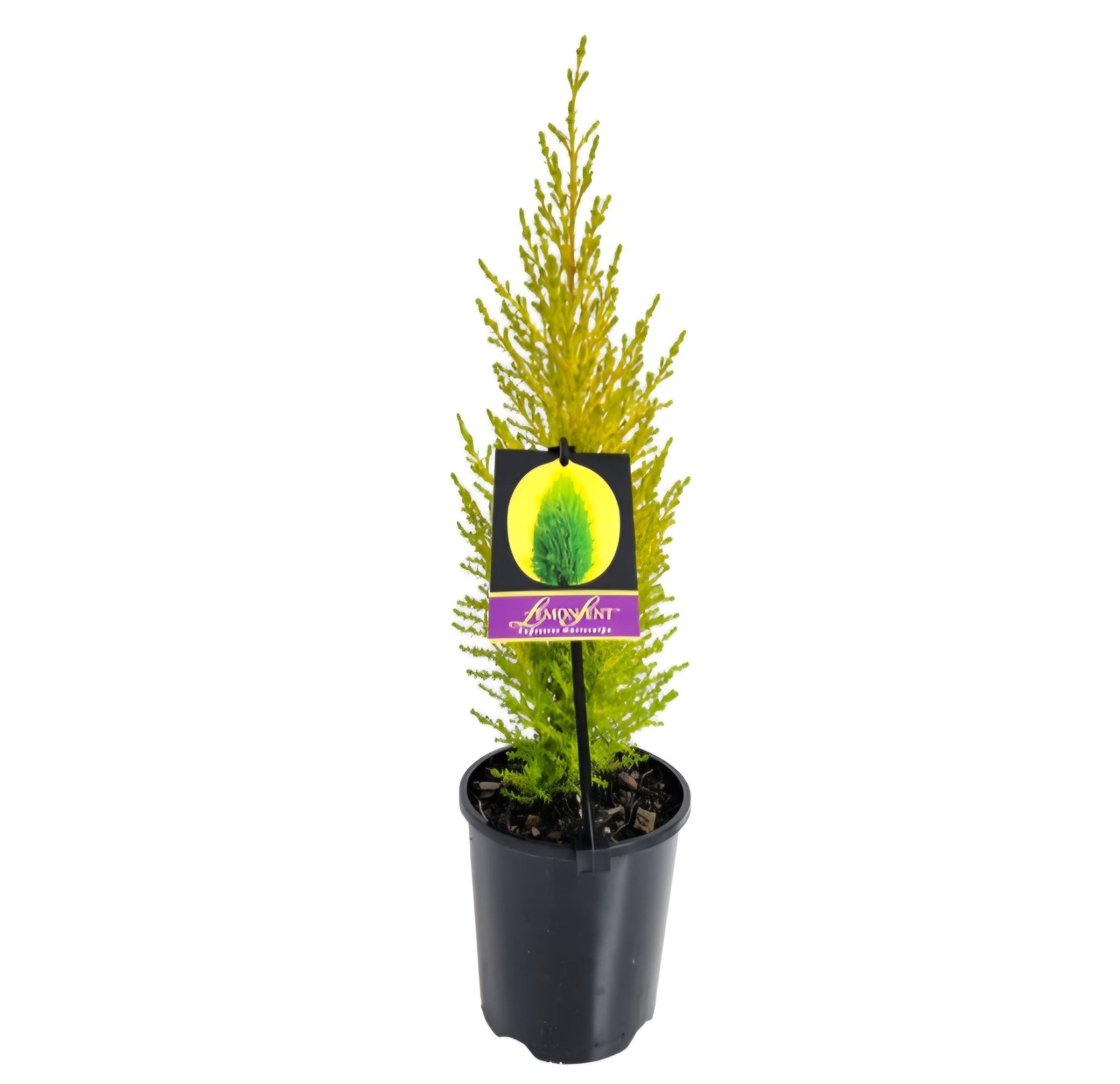 Lemon Scented Conifer - Ladybird Nursery