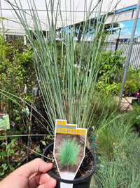 Eskdale Blue™ Native Tussock Grass - Ladybird Nursery