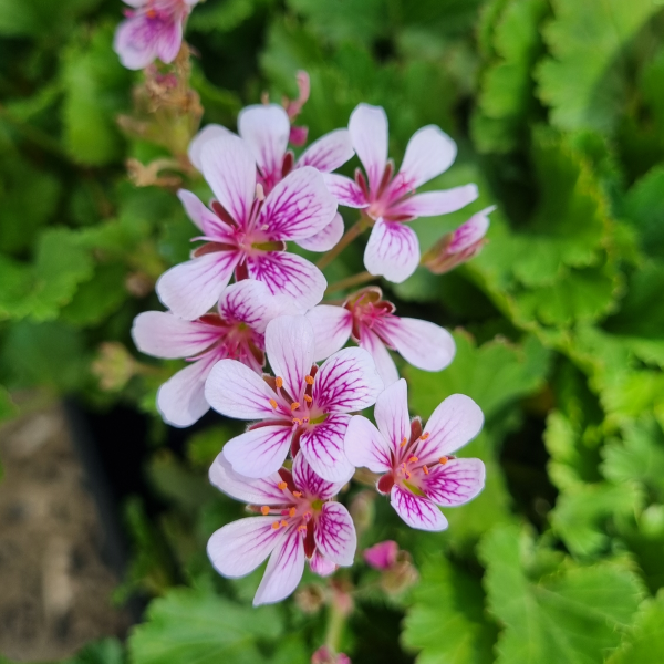 Pelargonium ‘Edna Walling Pop Up’ - Ladybird Nursery
