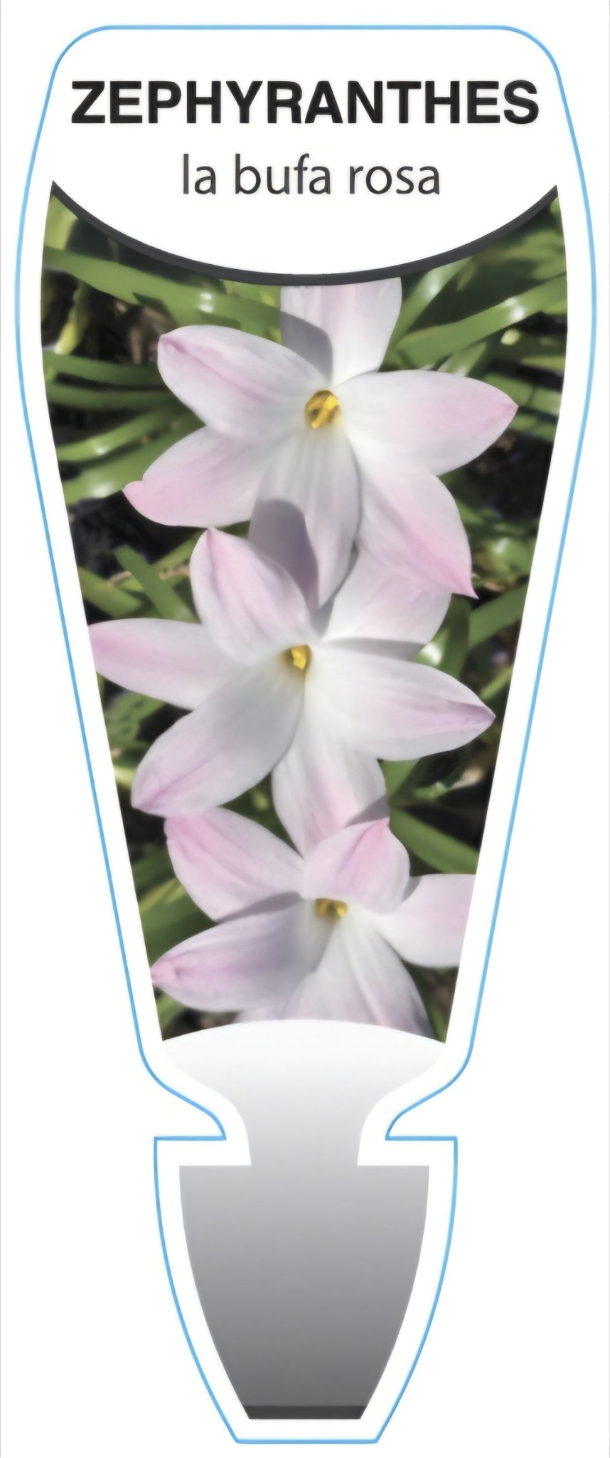 Rain Lily 'La Bufa Rosa' (Zephyranthes) - Ladybird Nursery