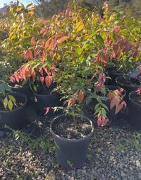 Lilly Pilly ‘Pink Cascade’ (Syzygium australe) - Ladybird Nursery