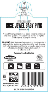 Rose ‘Jewel Baby Pink’ (Rosa hybrid) - Ladybird Nursery