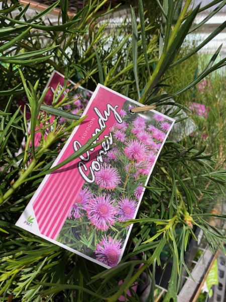 Isopogon ‘Candy Cones’ - Ladybird Nursery