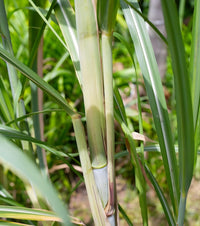 Sugarcane (QLD ONLY) - Ladybird Nursery