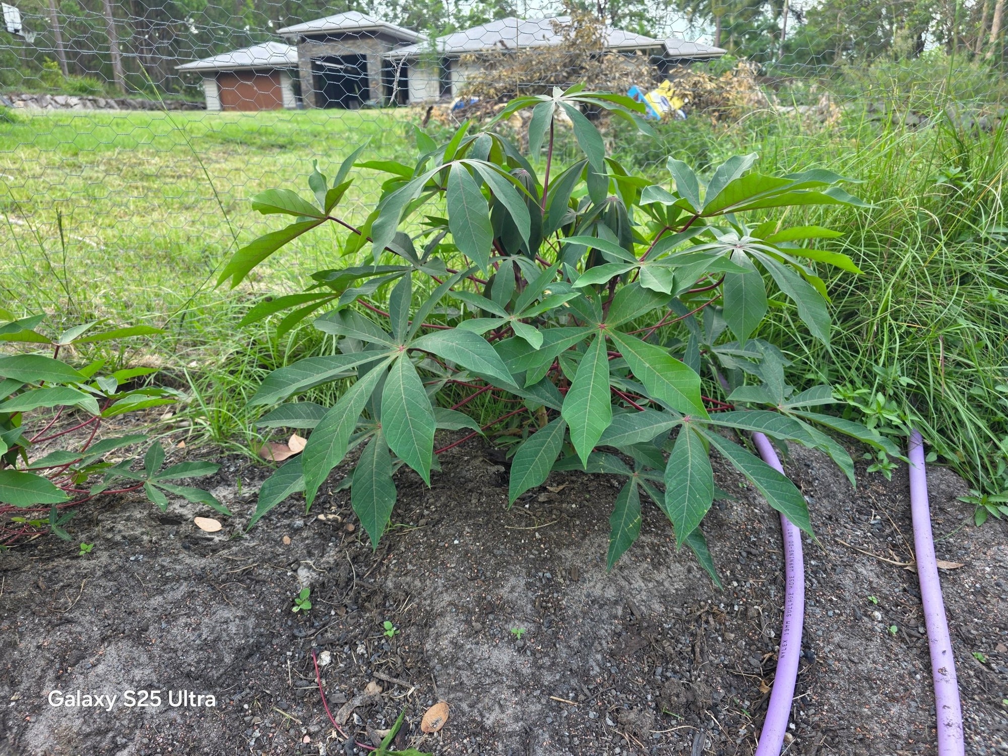 Cassava (Red Stemmed) - Ladybird Nursery