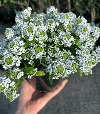 Sweet Alyssum 'White Stream' (Lobularia maritima) - Ladybird Nursery
