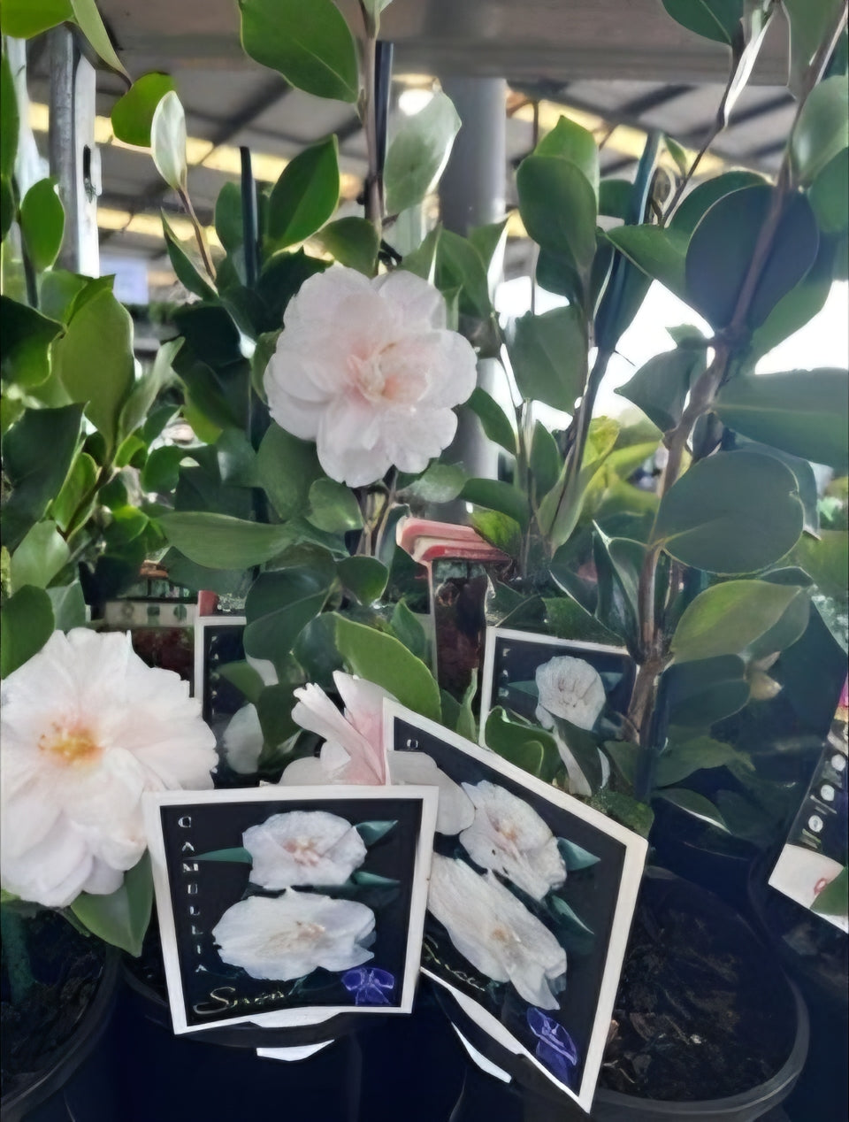 Camellia 'Snow'