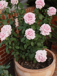 Rose 'Heaven Scent' - Ladybird Nursery