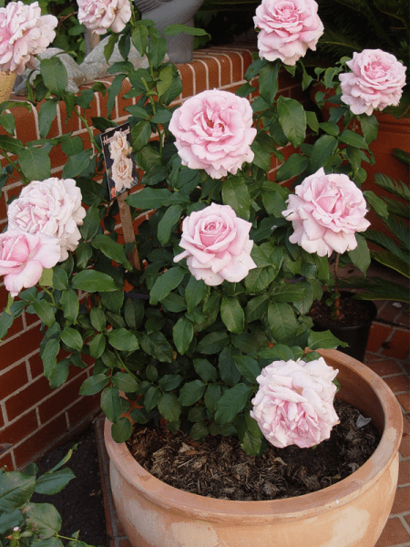 Rose 'Heaven Scent' - Ladybird Nursery