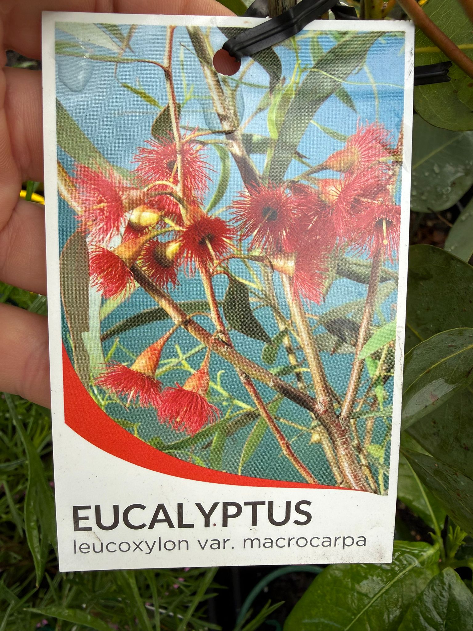 Eucalyptus ‘Large Fruited Whitewood’ (Leucoxylon var. macrocarpa 'Rosea') - Ladybird Nursery