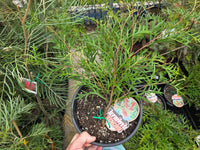 Grevillea Bronze Rambler - Ladybird Nursery