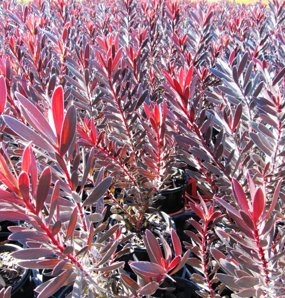 Leucadendron 'Burgundy Sunset' - Ladybird Nursery