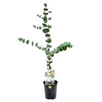 Silver Dollar Gum (Eucalyptus cinerea) - Ladybird Nursery