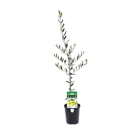 Olive 'Saint Helena' - Ladybird Nursery