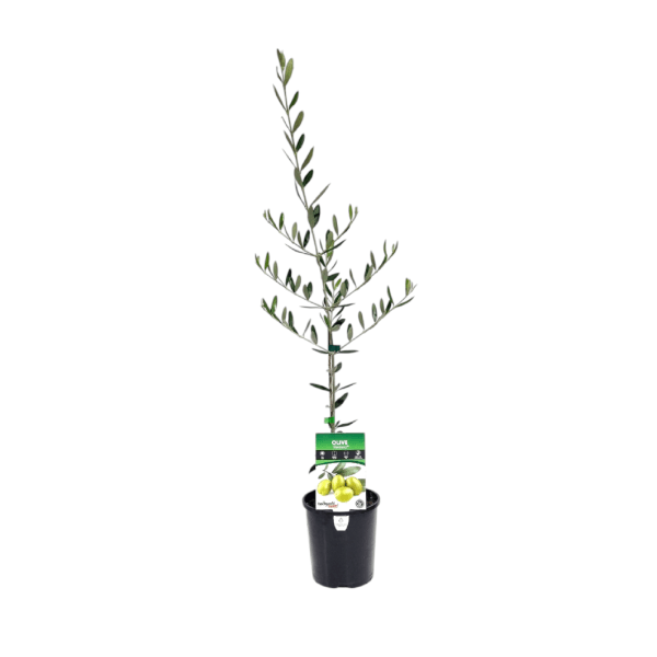Olive 'Saint Helena' - Ladybird Nursery