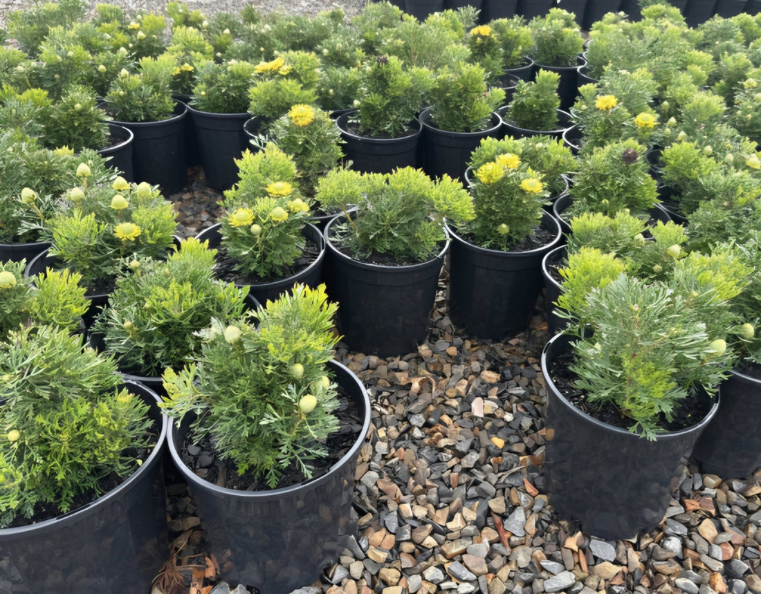 Isopogon 'Little Drumsticks' - Large