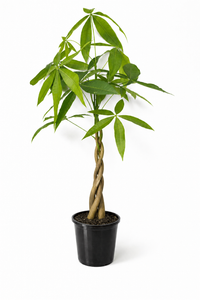 Money Tree 'Lucky 3' Twisted Stem