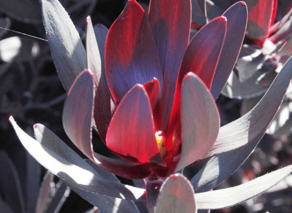 Leucadendron 'Burgundy Sunset' - Ladybird Nursery