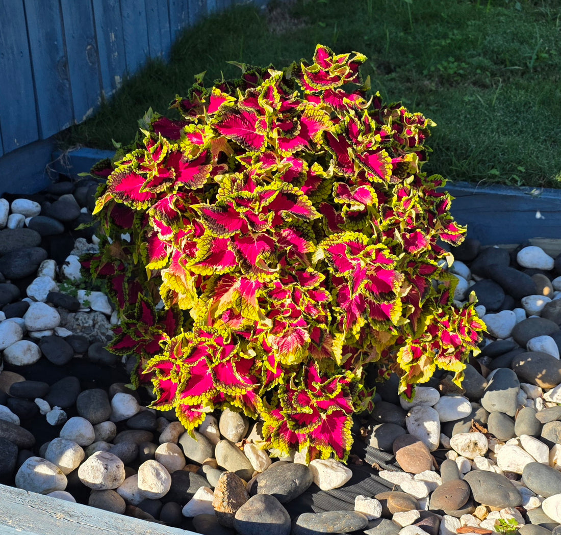 Coleus Heartbreaker