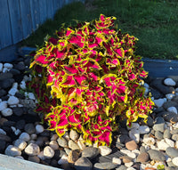 Coleus Heartbreaker