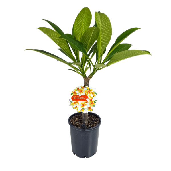 Frangipani Mango Delight (Plumeria) - Ladybird Nursery