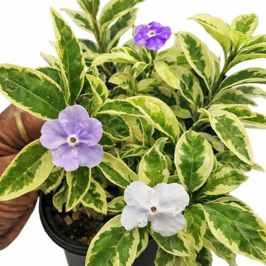 Yesterday, Today, and Tomorrow Compact Variegata (Brunfelsia latifolia) - Ladybird Nursery
