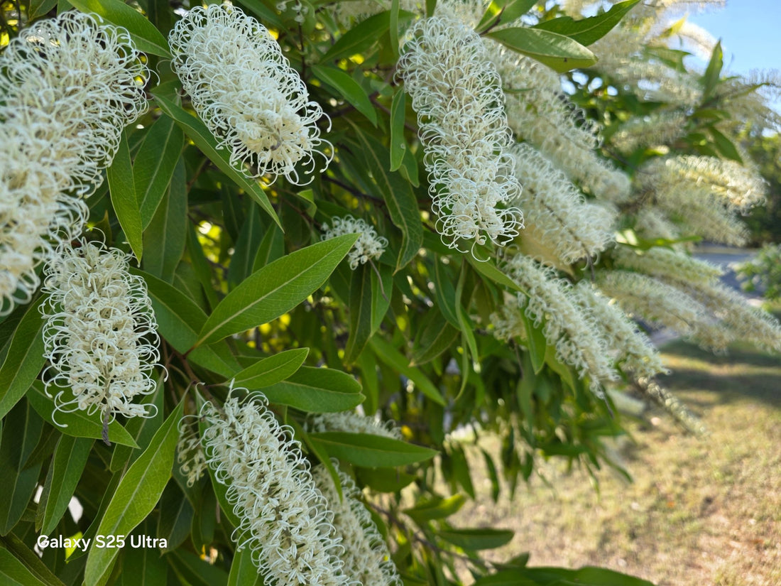 Ivory Curl (Buckinghamia celsissima)