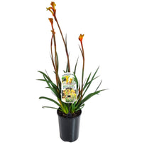 Kangaroo Paw 'Bush Tenacity' (Anigozanthos) - Ladybird Nursery