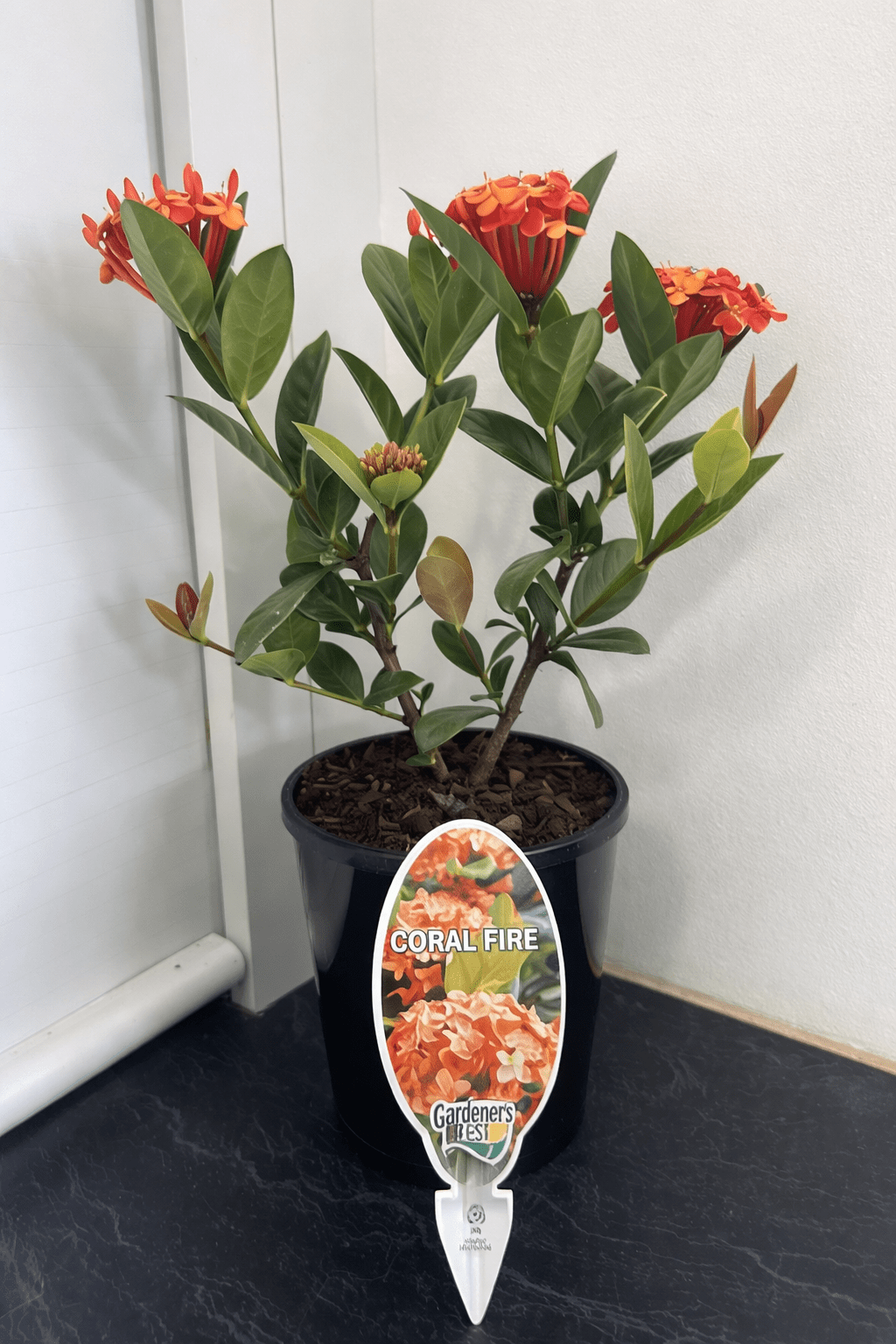 Ixora Coral Fire - Ladybird Nursery