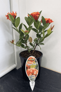 Ixora Coral Fire - Ladybird Nursery