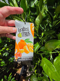 Sumo Mandarin 'Shiranui' (QLD Only) - Ladybird Nursery