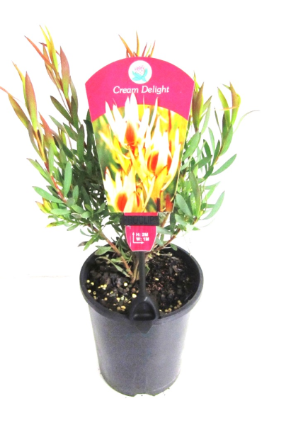 Leucadendron 'Cream Delight' - Ladybird Nursery
