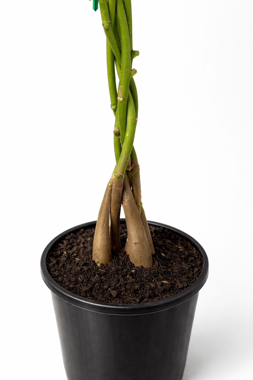 Money Tree "Lucky Fortune Twist" 5 Stem - Ladybird Nursery
