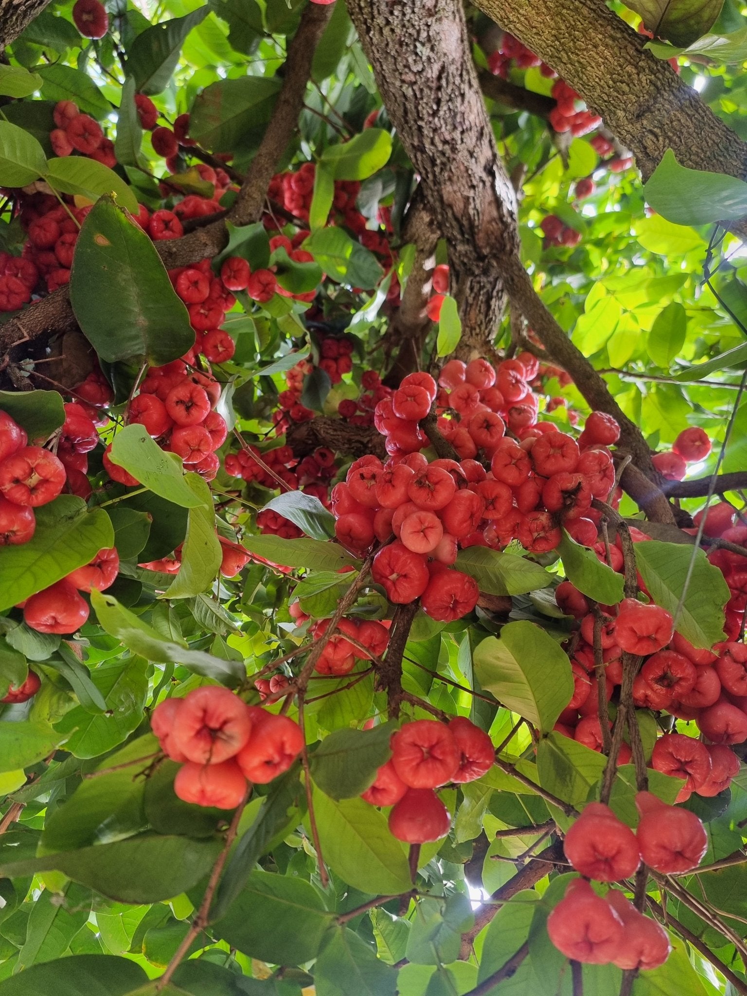 Wax Jambu 'Water Roseapple' (Syzygium aqueum) - Ladybird Nursery