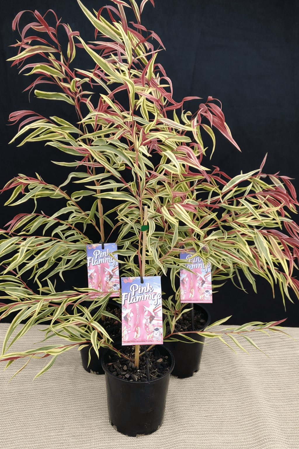 Pink Flamingo Willow Myrtle (Agonis flexuosa) - Ladybird Nursery