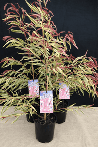Pink Flamingo Willow Myrtle (Agonis flexuosa) - Ladybird Nursery