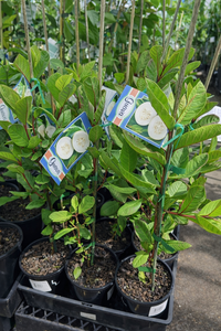 Guava 'Indian White' - Ladybird Nursery