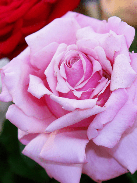Rose 'Heaven Scent' - Ladybird Nursery