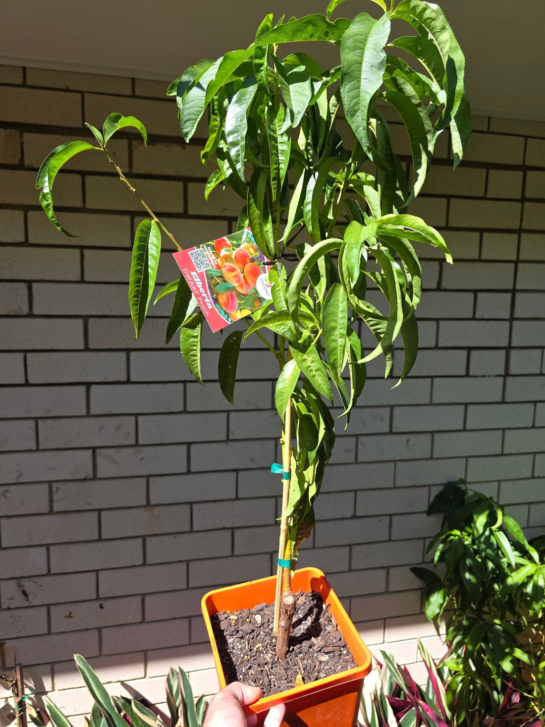 Dwarf Peach Elberta - Ladybird Nursery